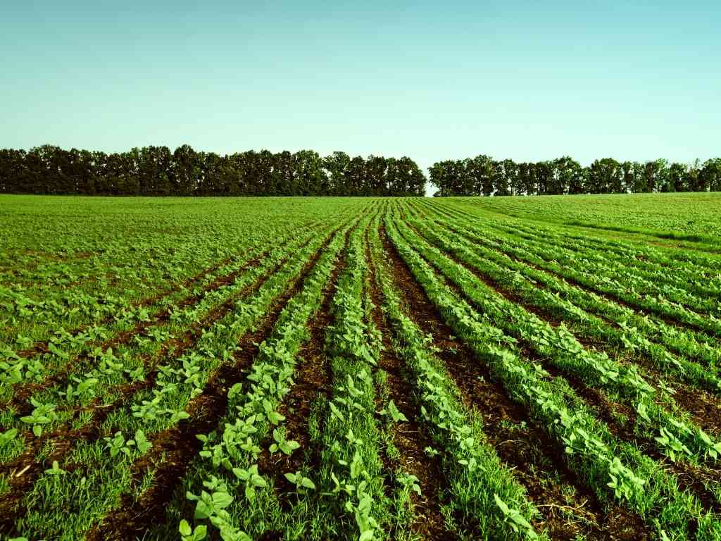 Ejemplos de temas para tu tesis de Ingeniería Agrícola