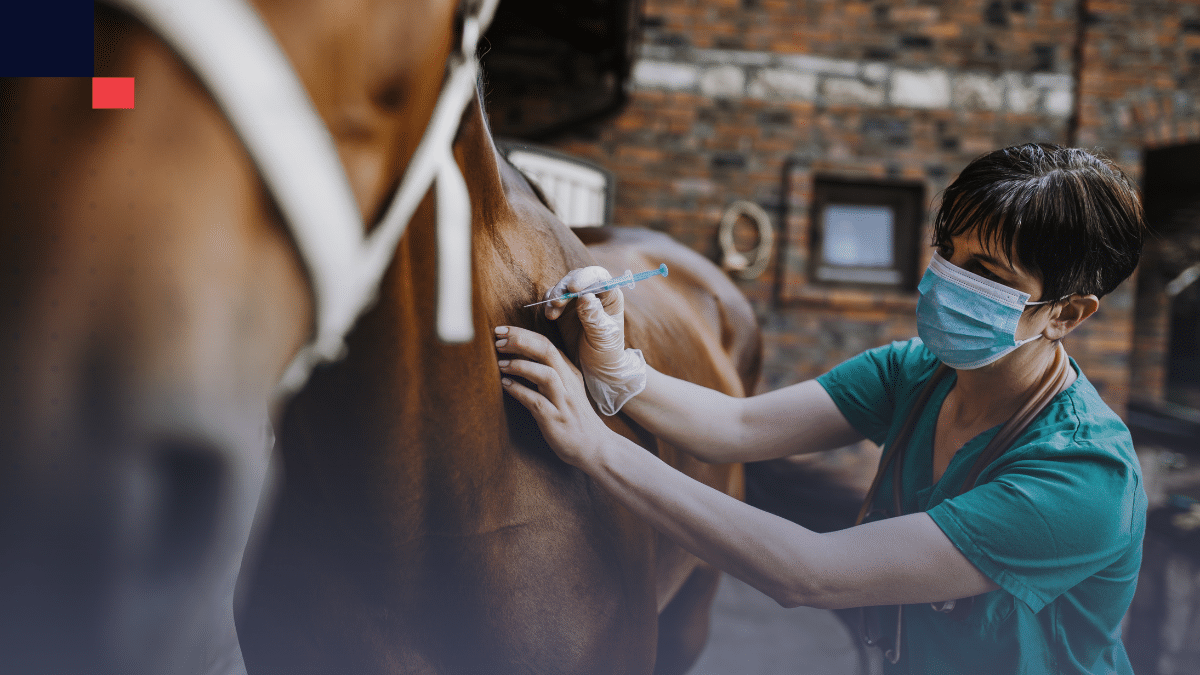 medicina veterinaria